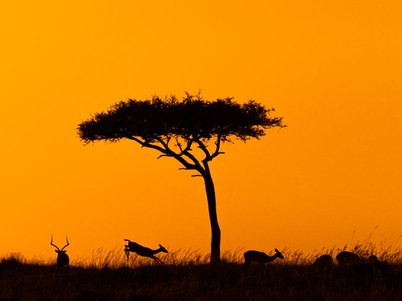 Vacanza-Kenya - CrilumaViaggi