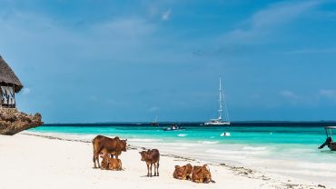 Zanzibar_cows