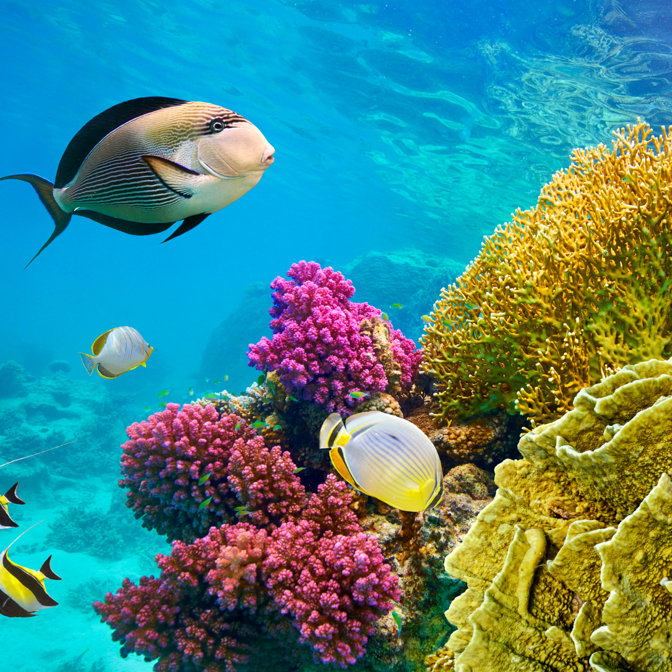 Sharm el-Sheikh (dal 30 agosto al 6 settembre 2025) - immagine 4