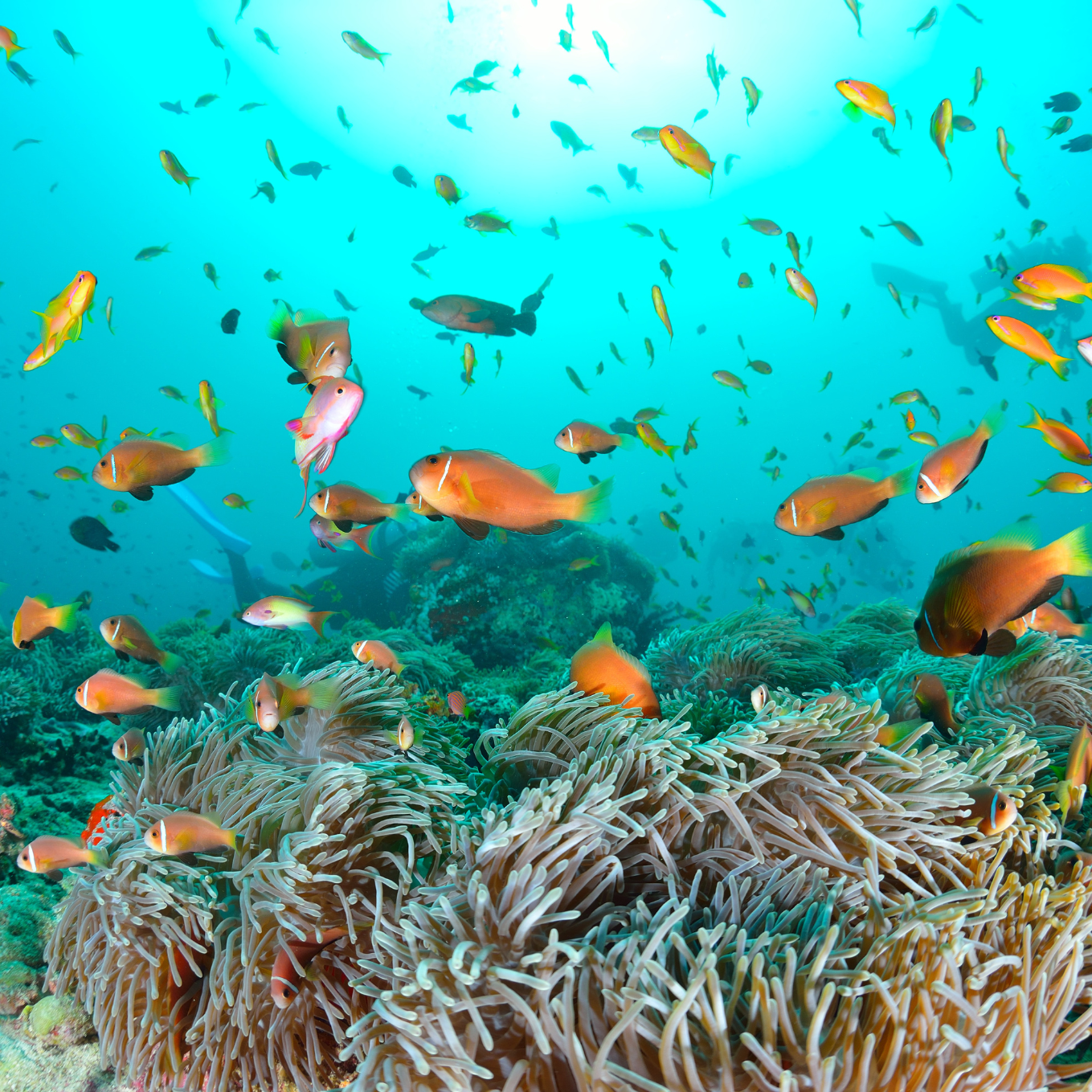 In Viaggio con Antonio alle Maldive (18 - 26 Maggio 2026) - CrilumaViaggi In Viaggio con Antonio alle Maldive (18 - 26 Maggio 2026) - immagine 2