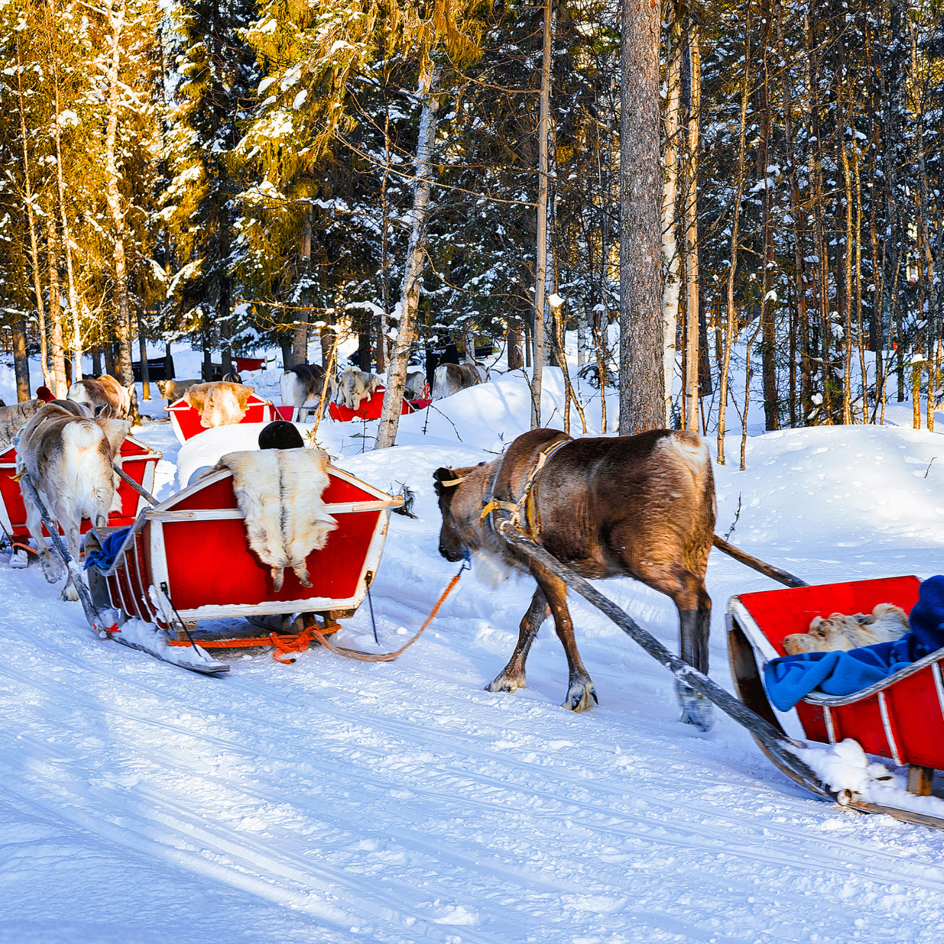 In Viaggio con Antonio a Rovaniemi (05-08 Dicembre 2025) - CrilumaViaggi In Viaggio con Antonio a Rovaniemi (05-08 Dicembre 2025) - immagine 3